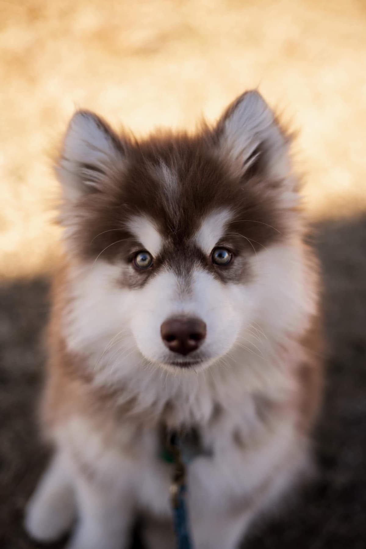 Siberian husky puppies OFA health tested parents breeder image 2