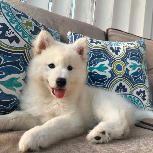 Siberian husky puppies OFA health tested parents media 2