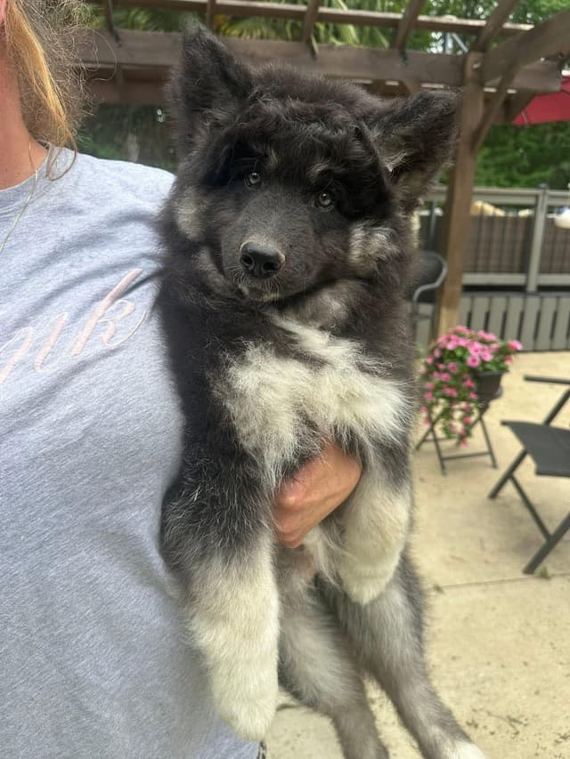 Siberian husky puppies OFA health tested parents media 3