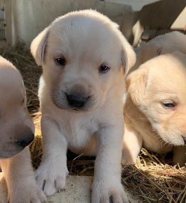 Labrador Retriever Puppies media 2