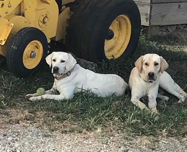 Labrador Retriever Puppies media 3