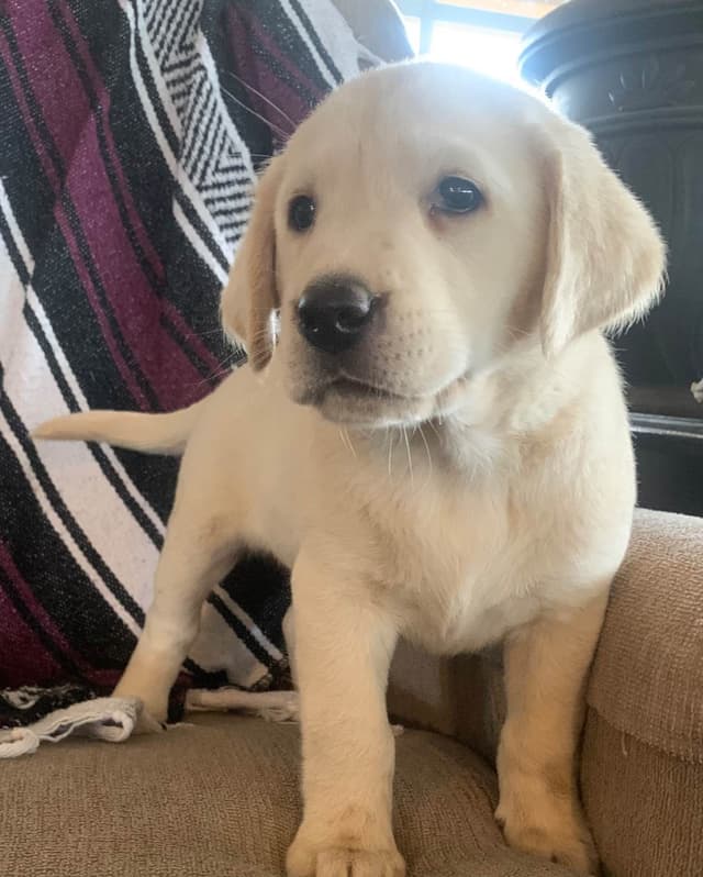 Labrador Retriever Puppies media 4