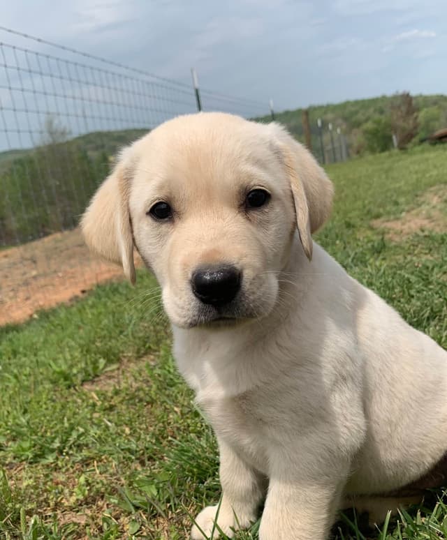Labrador Retriever Puppies media 5