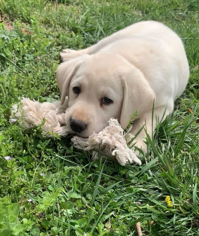 Labrador Retriever Puppies media 6