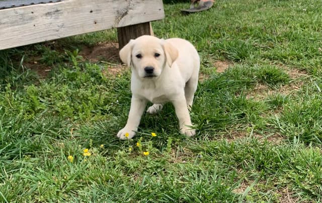 Labrador Retriever Puppies media 7