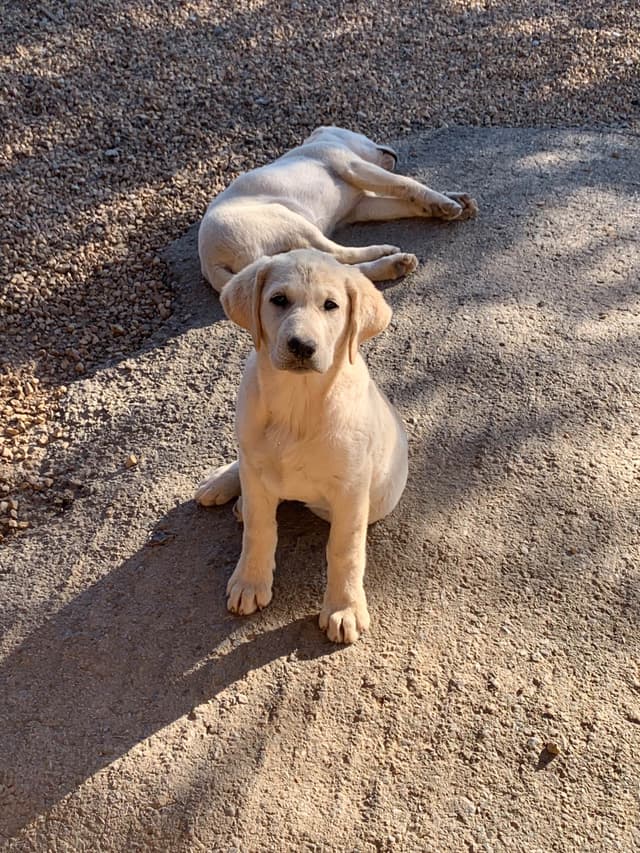Labrador Retriever Puppies media 8