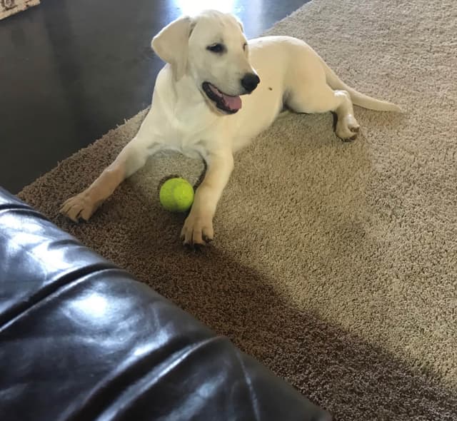 Labrador Retriever Puppies media 9