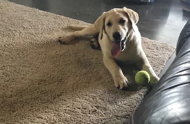 Labrador Retriever Puppies media 10