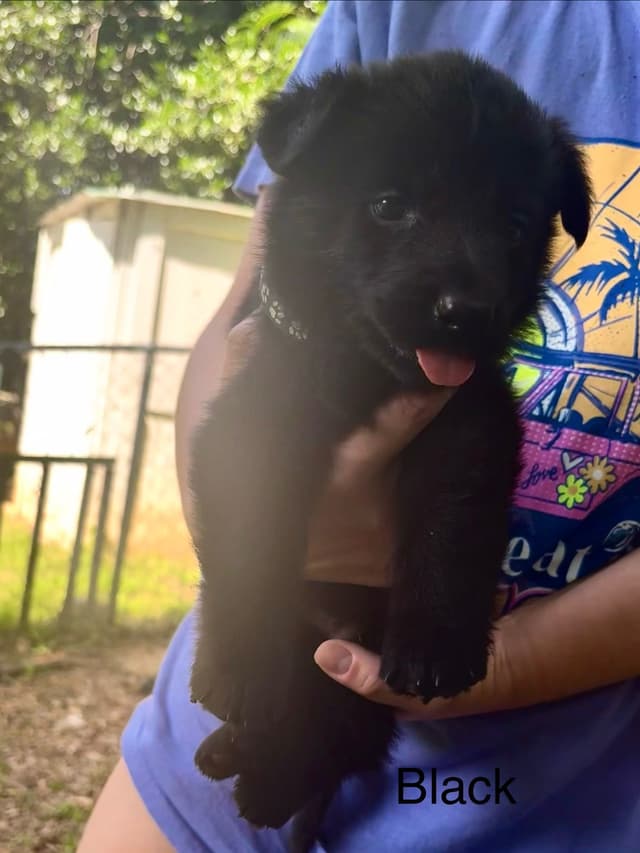 German Shepherd Dog Puppies media 3