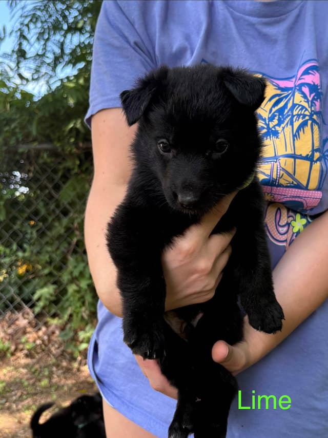 German Shepherd Dog Puppies media 4