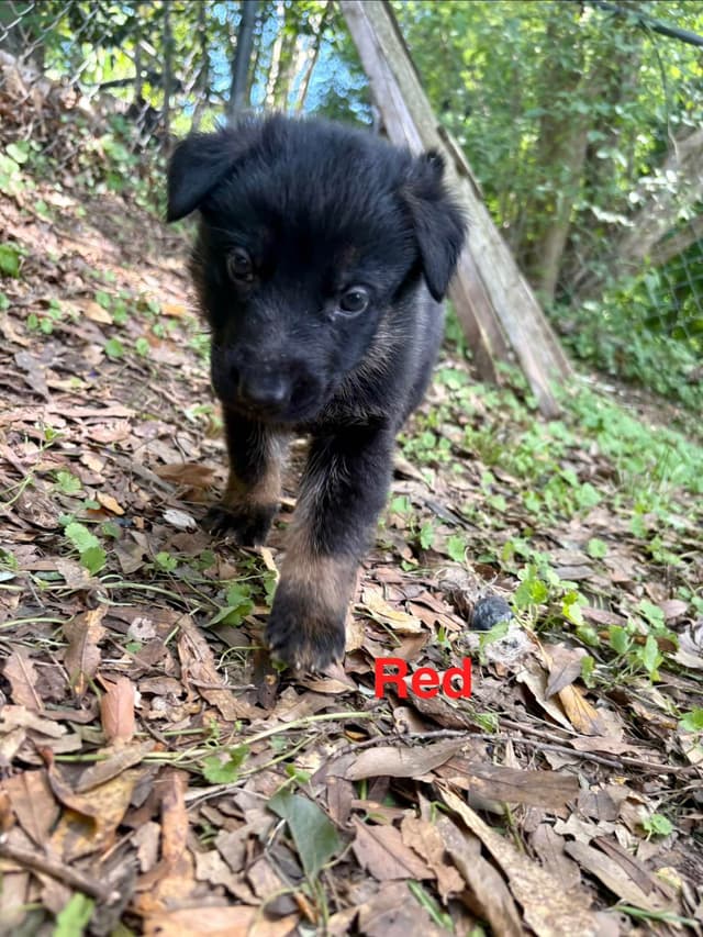 German Shepherd Dog Puppies media 6