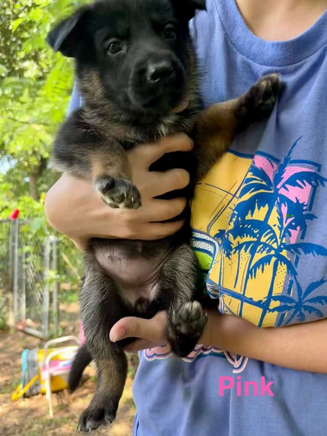 German Shepherd Dog Puppies media 11