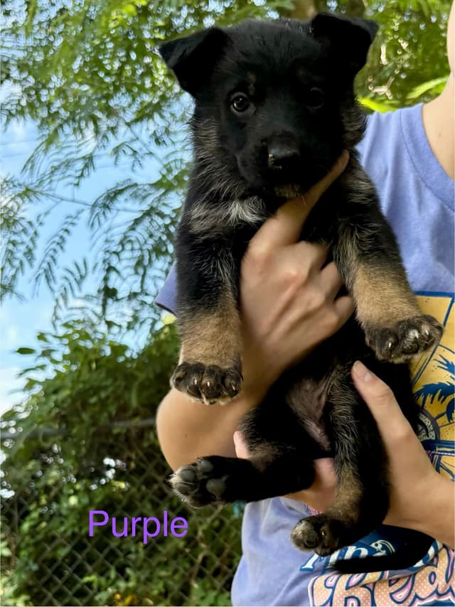 German Shepherd Dog Puppies media 12