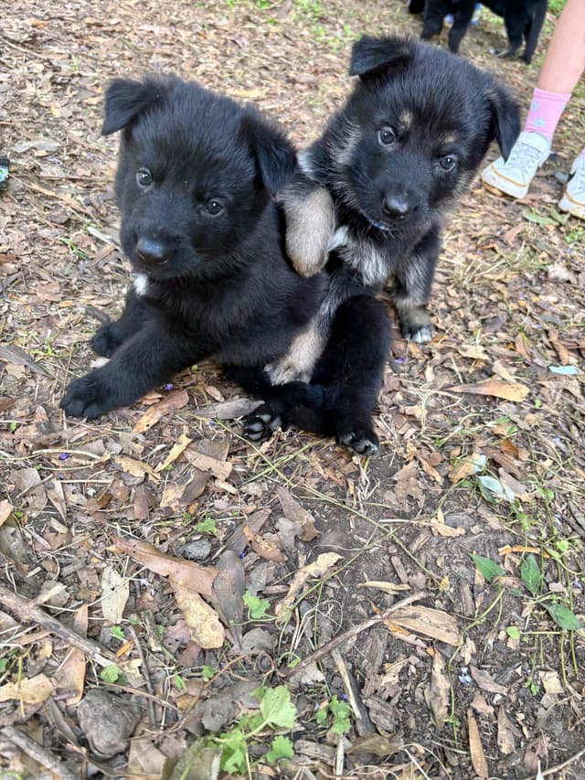 German Shepherd Dog Puppies media 18