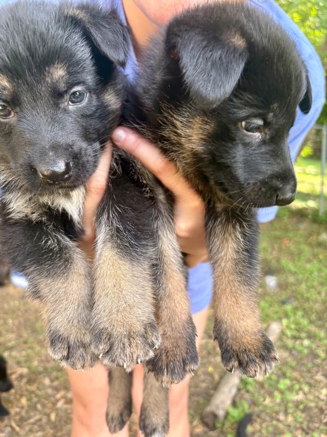 German Shepherd Dog Puppies media 17