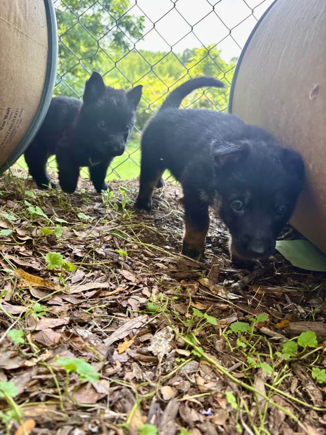 German Shepherd Dog Puppies media 16