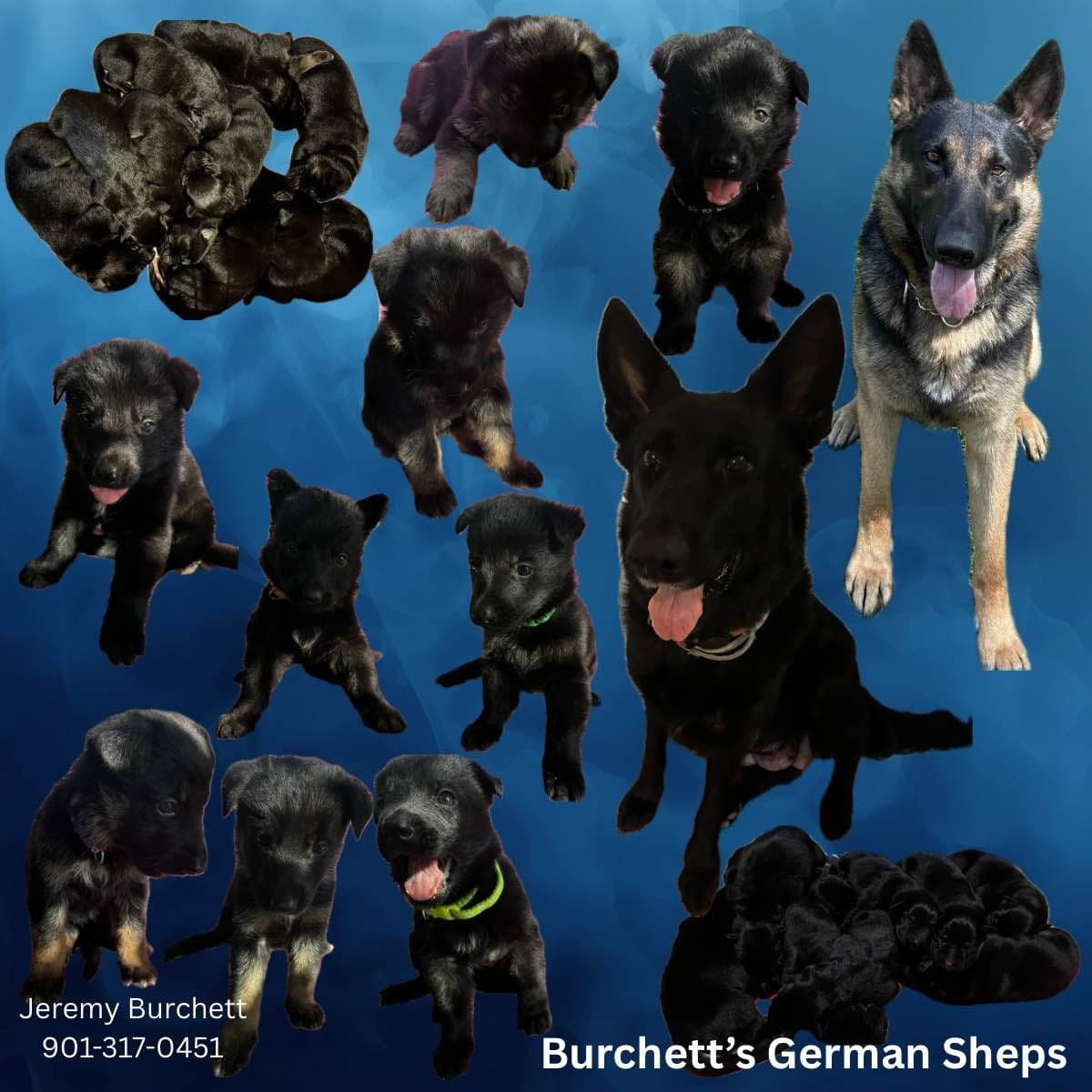 German Shepherd Dog Puppies breeder image 1