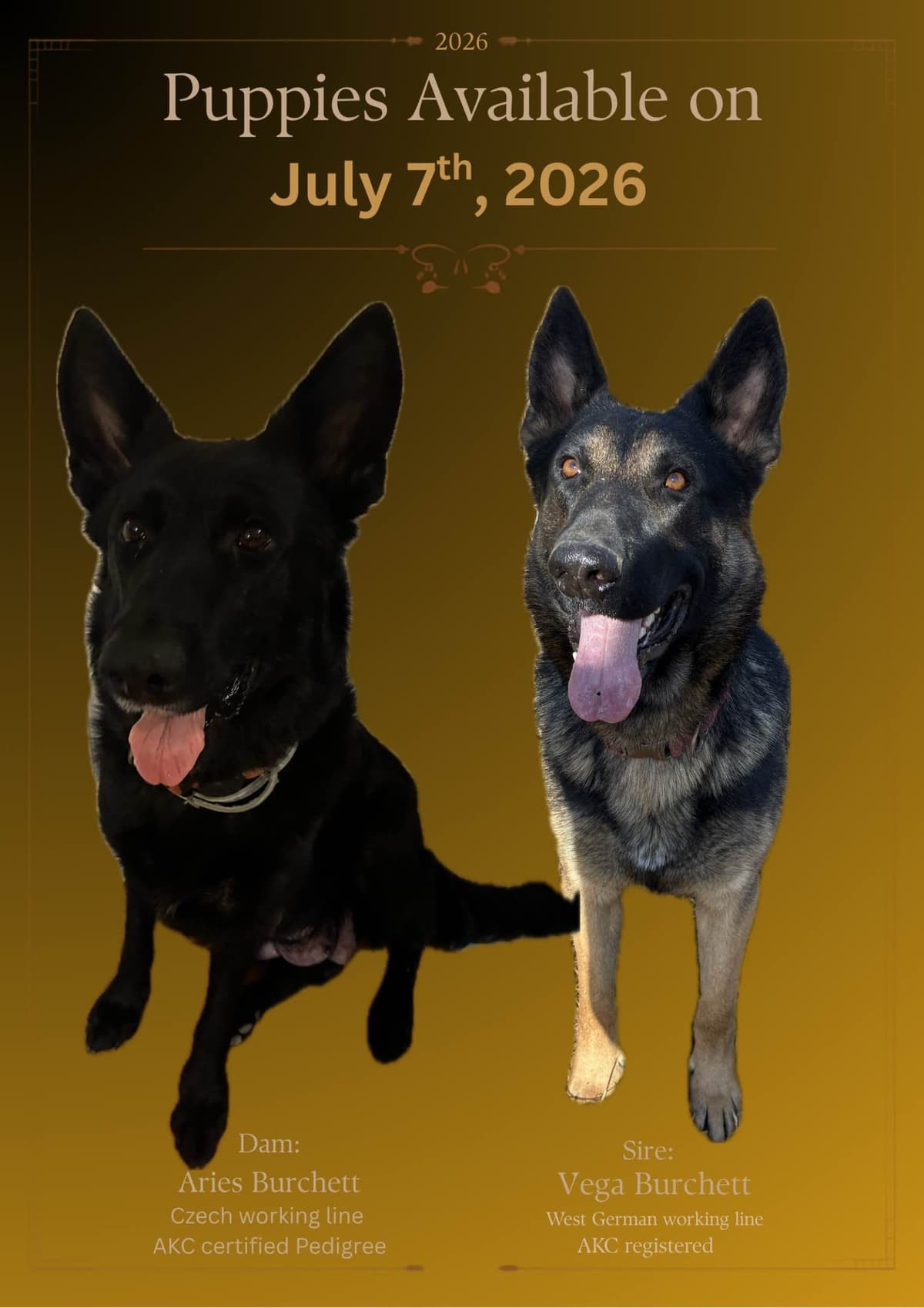 German Shepherd Dog Puppies breeder image 2