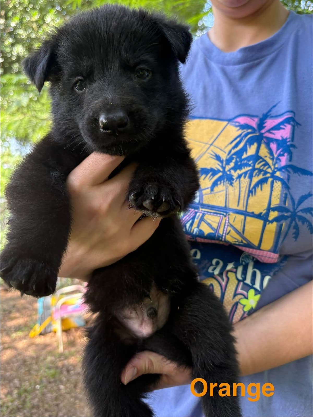 German Shepherd Dog Puppies breeder image 4