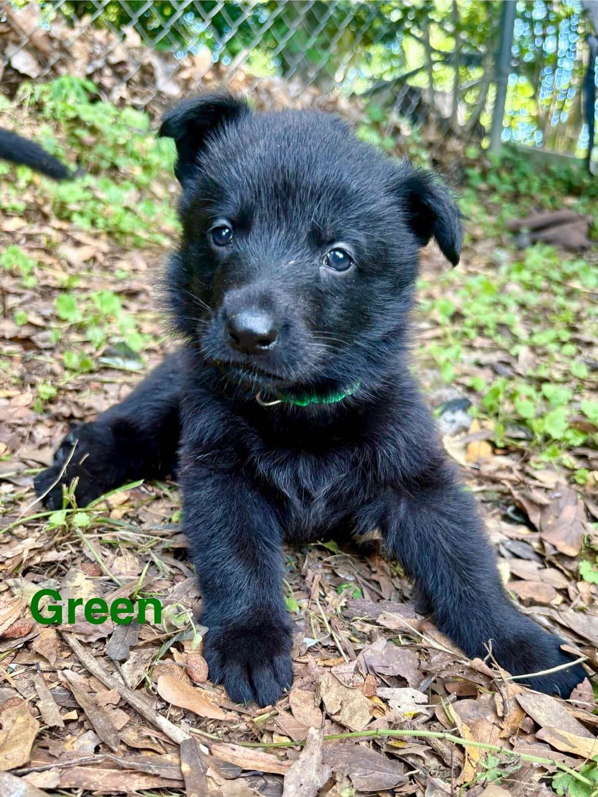 German Shepherd Dog Puppies breeder image 9