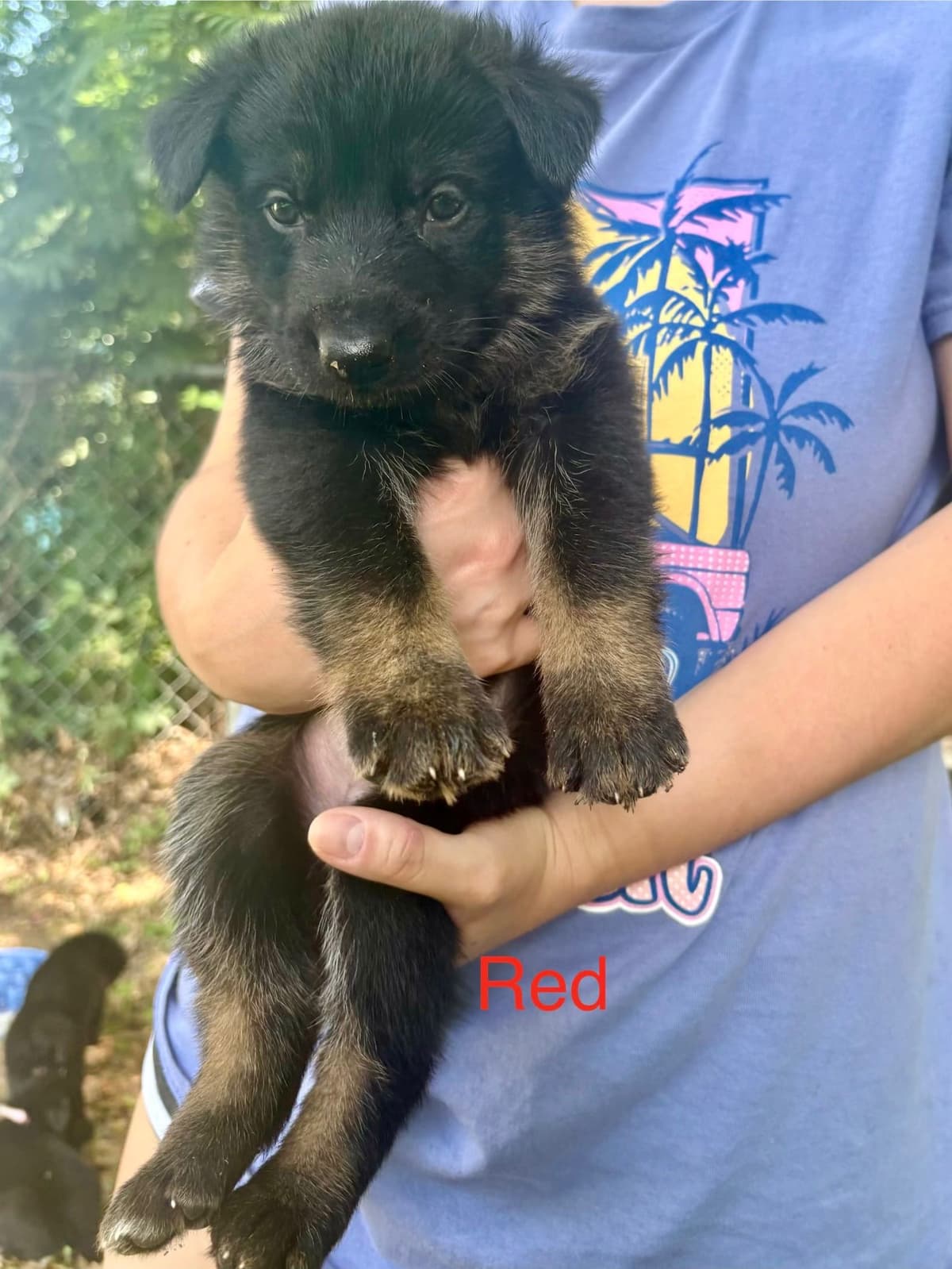 German Shepherd Dog Puppies breeder image 10