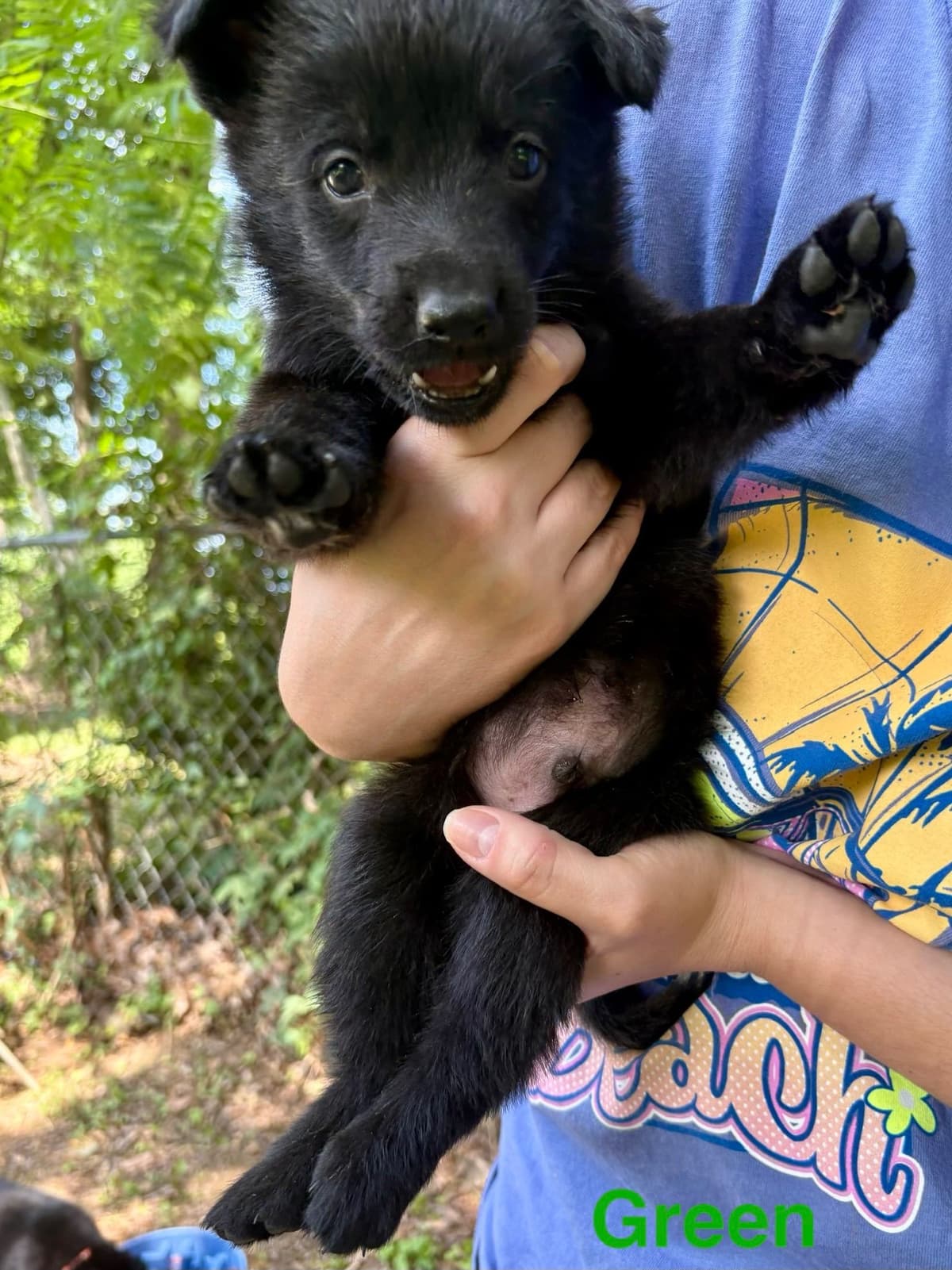 German Shepherd Dog Puppies breeder image 12
