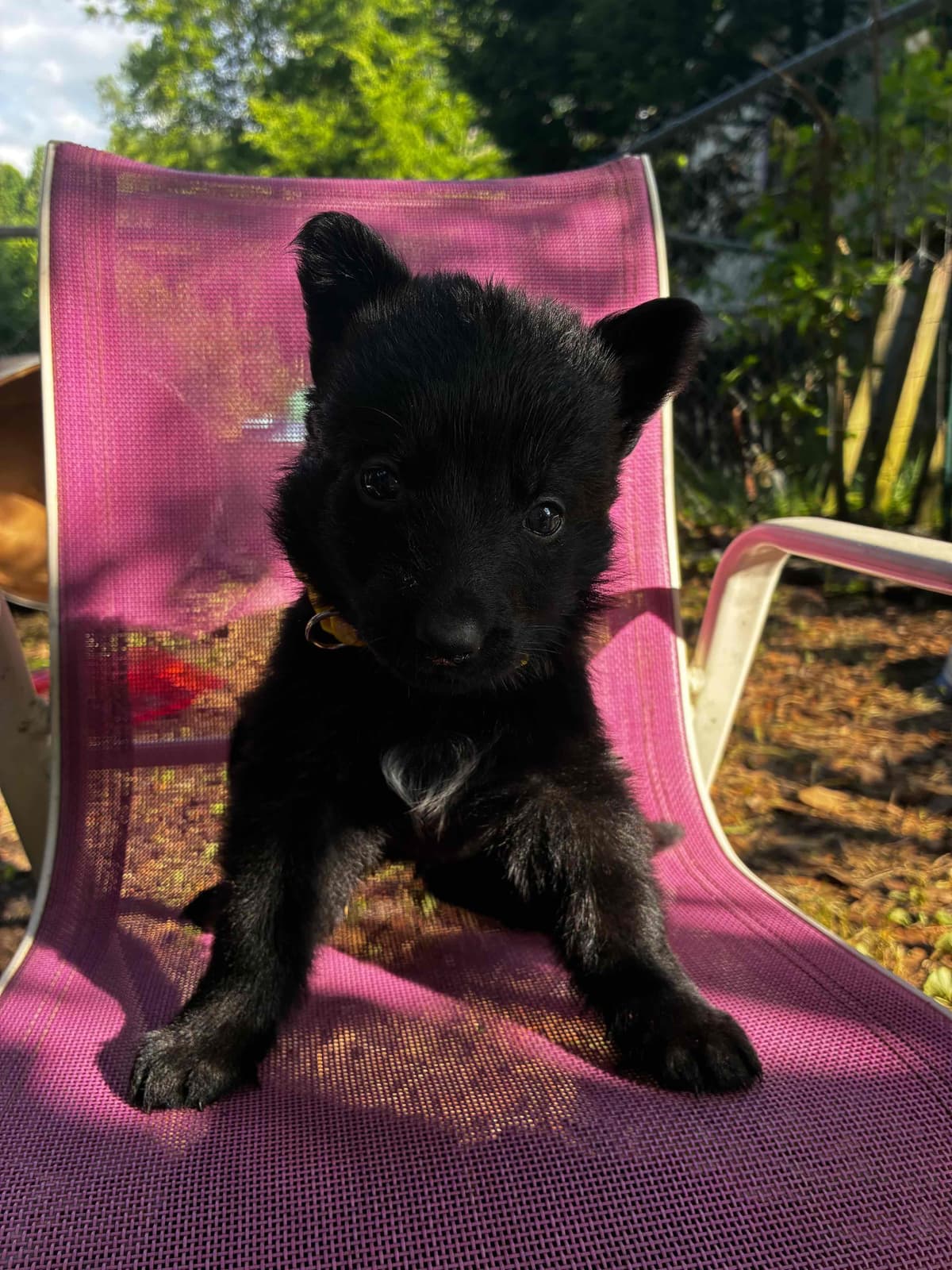 German Shepherd Dog Puppies breeder image 15