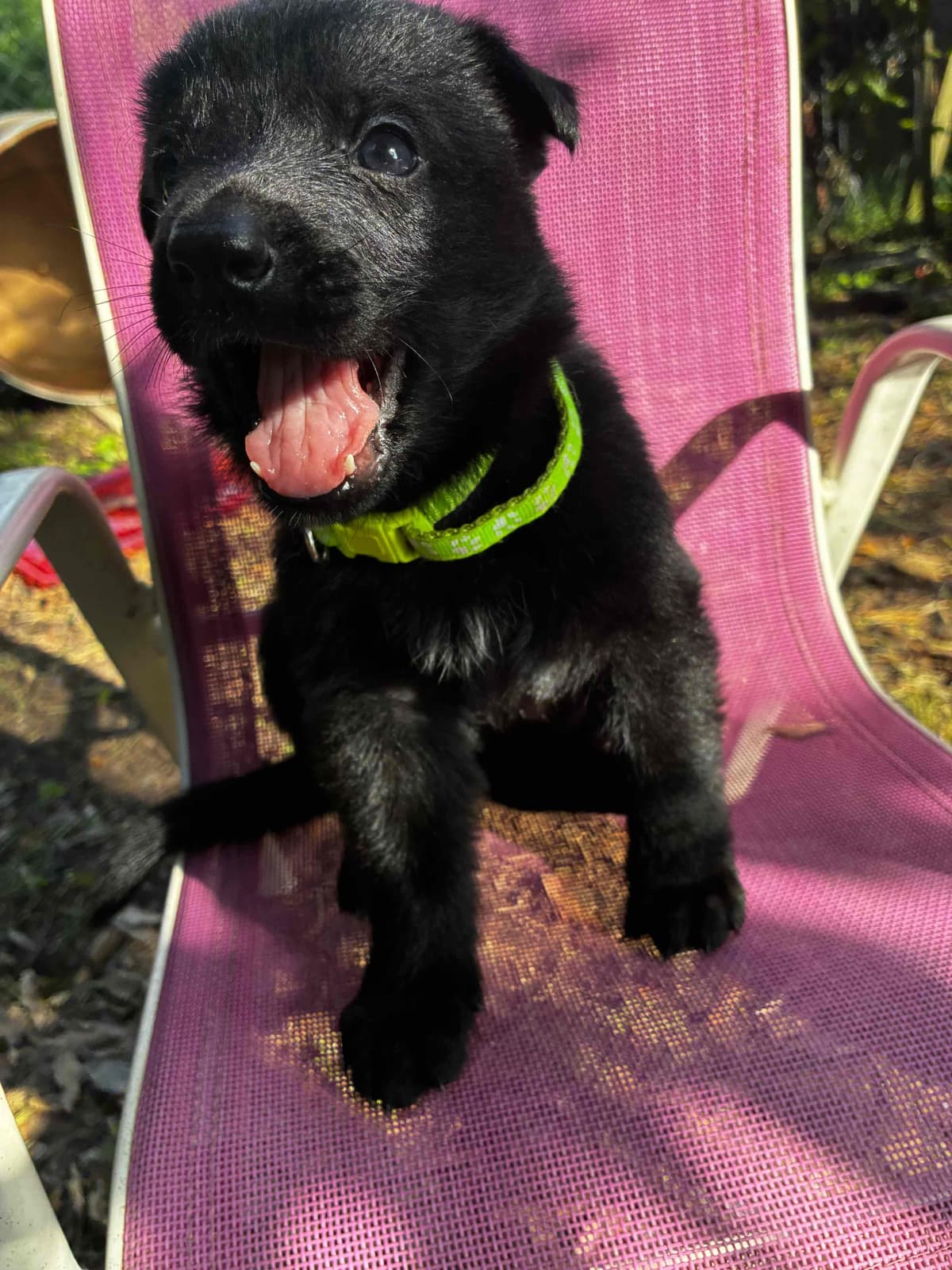 German Shepherd Dog Puppies breeder image 14