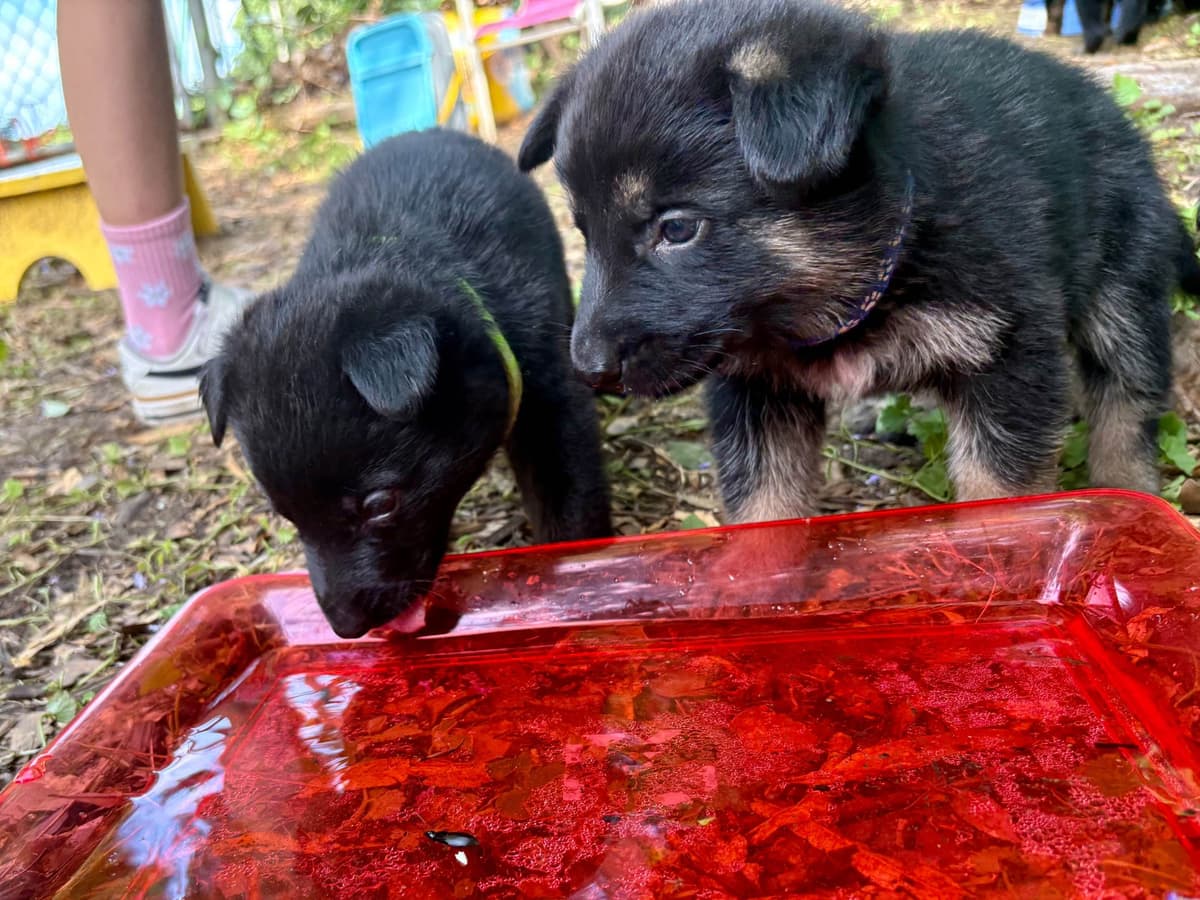 German Shepherd Dog Puppies breeder image 16