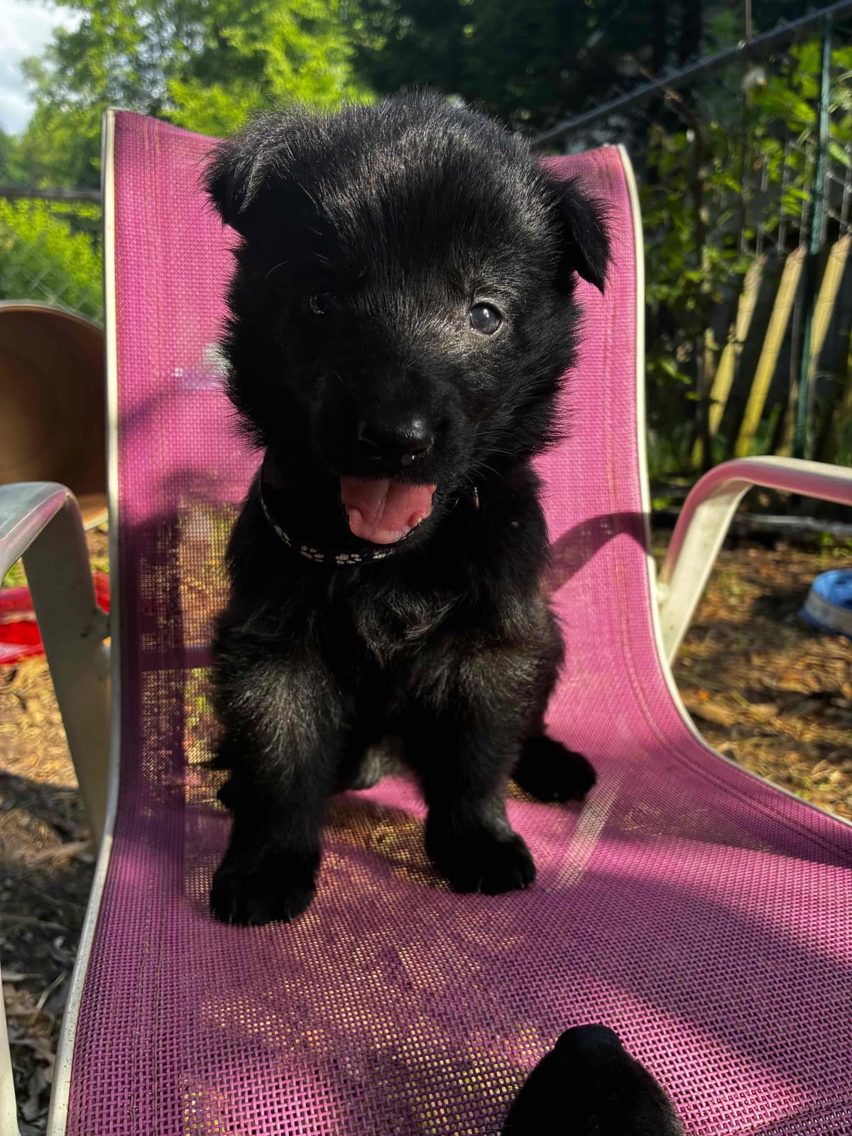 German Shepherd Dog Puppies breeder image 17
