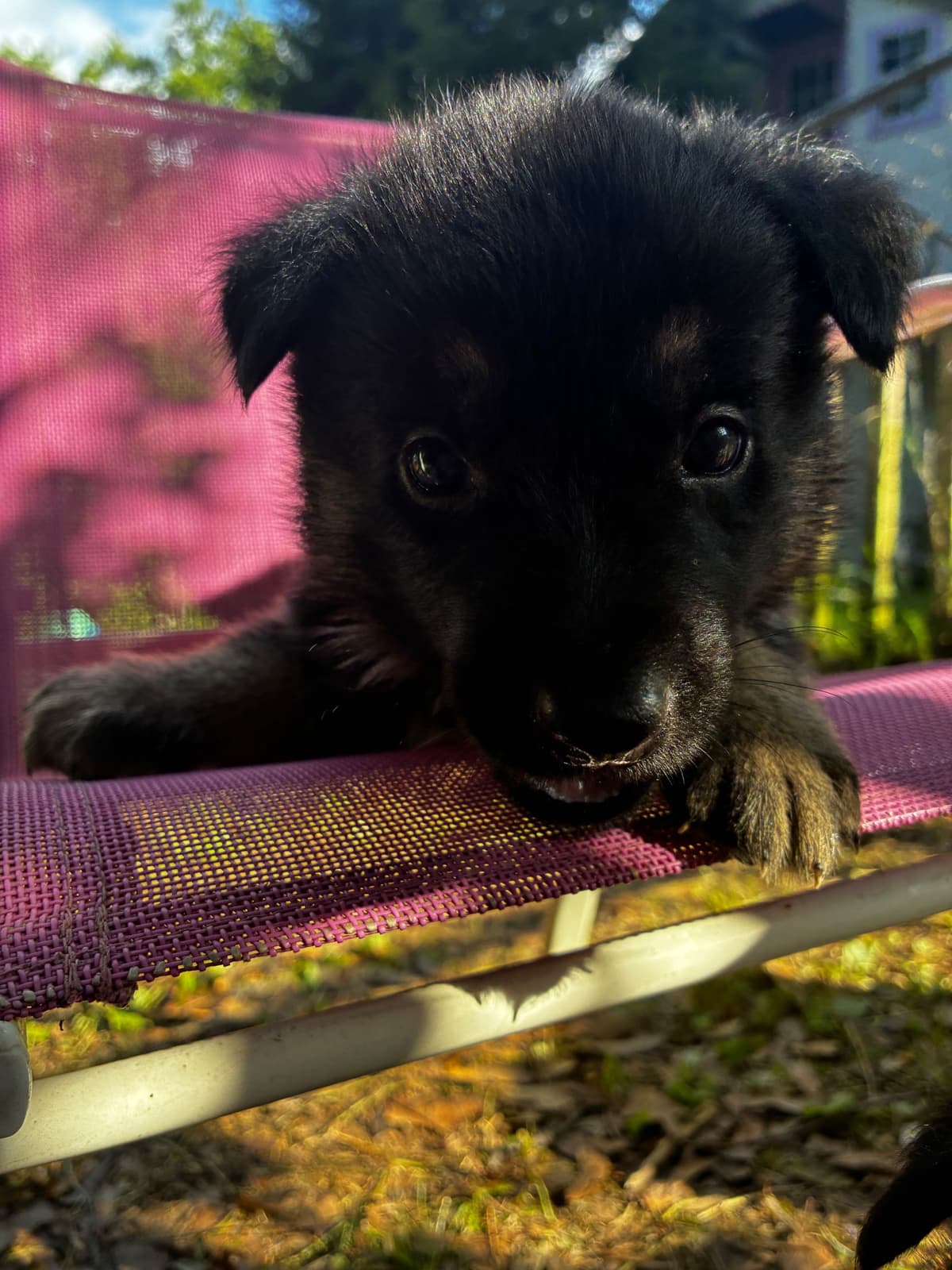 German Shepherd Dog Puppies breeder image 18