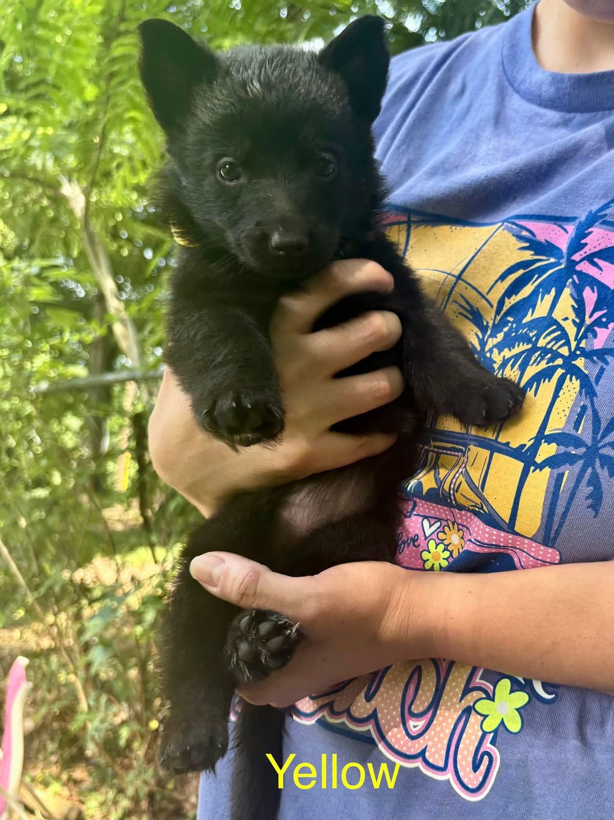 German Shepherd Dog Puppies breeder image 13