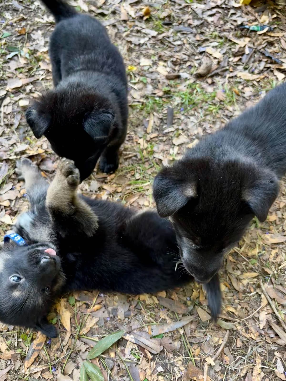 German Shepherd Dog Puppies breeder image 19