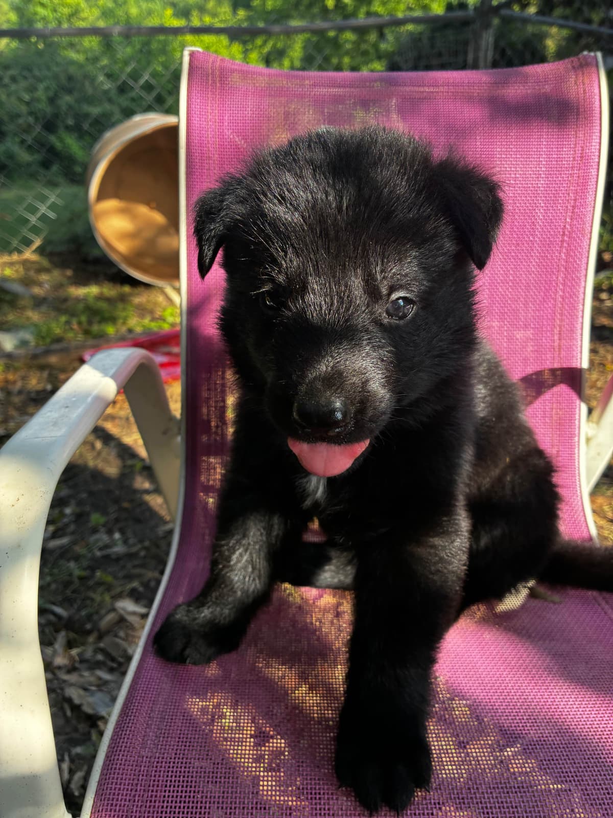 German Shepherd Dog Puppies breeder image 20