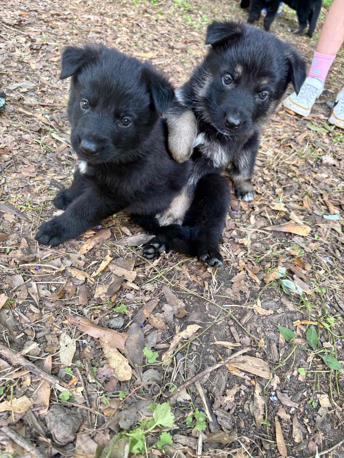 German Shepherd Dog Puppies breeder image 21
