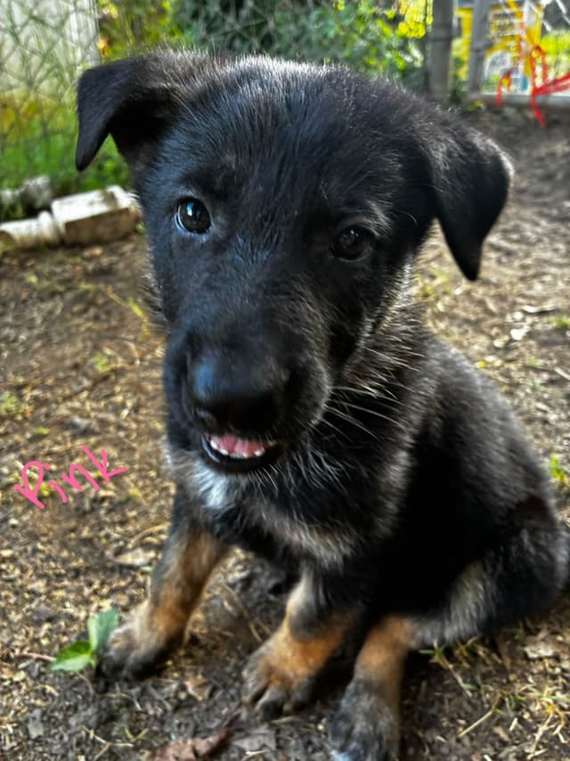 German Shepherd Dog Puppies media 20