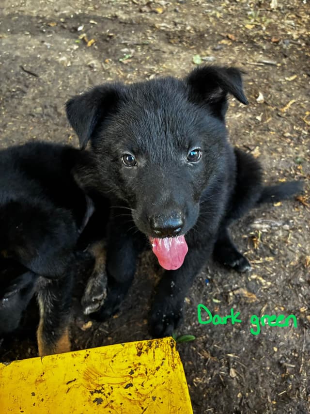 German Shepherd Dog Puppies media 23