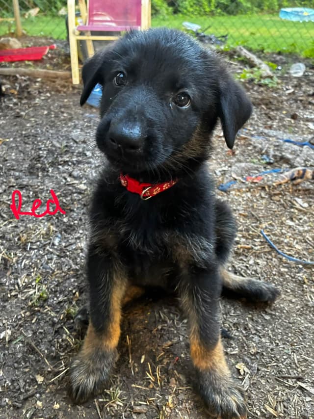 German Shepherd Dog Puppies media 27