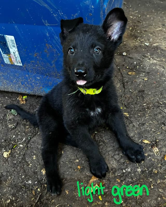 German Shepherd Dog Puppies media 24