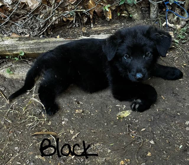 German Shepherd Dog Puppies media 25