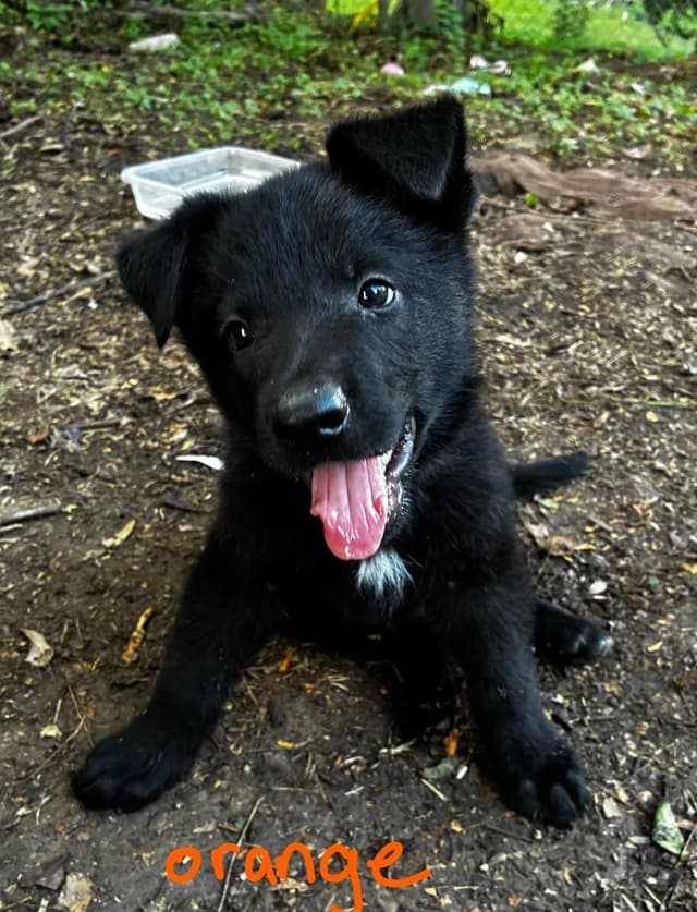 German Shepherd Dog Puppies media 26