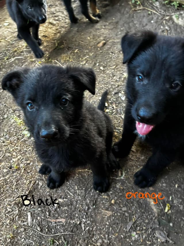 German Shepherd Dog Puppies media 28