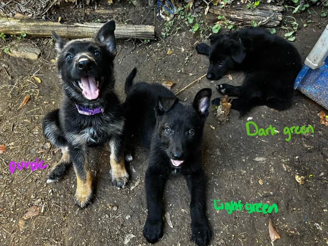 German Shepherd Dog Puppies media 29