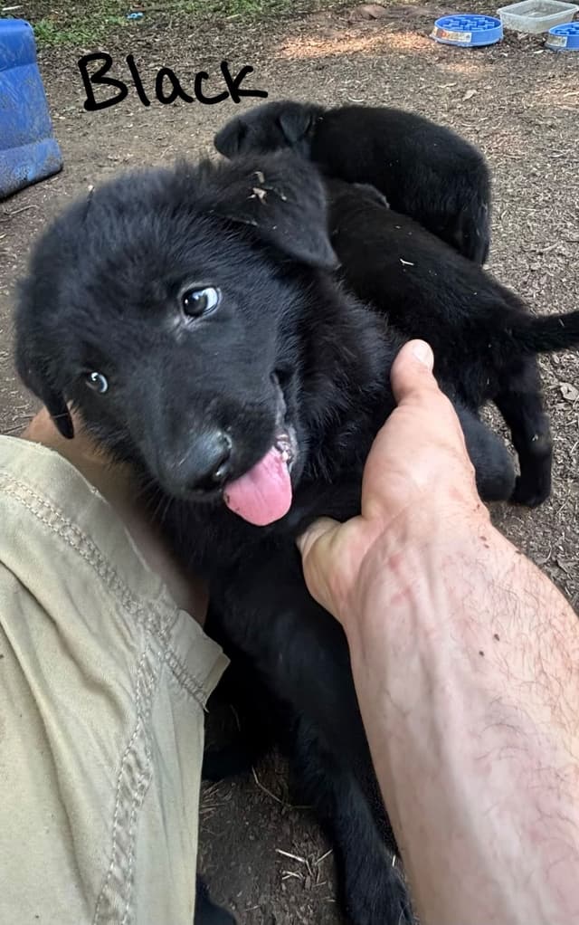 German Shepherd Dog Puppies media 30