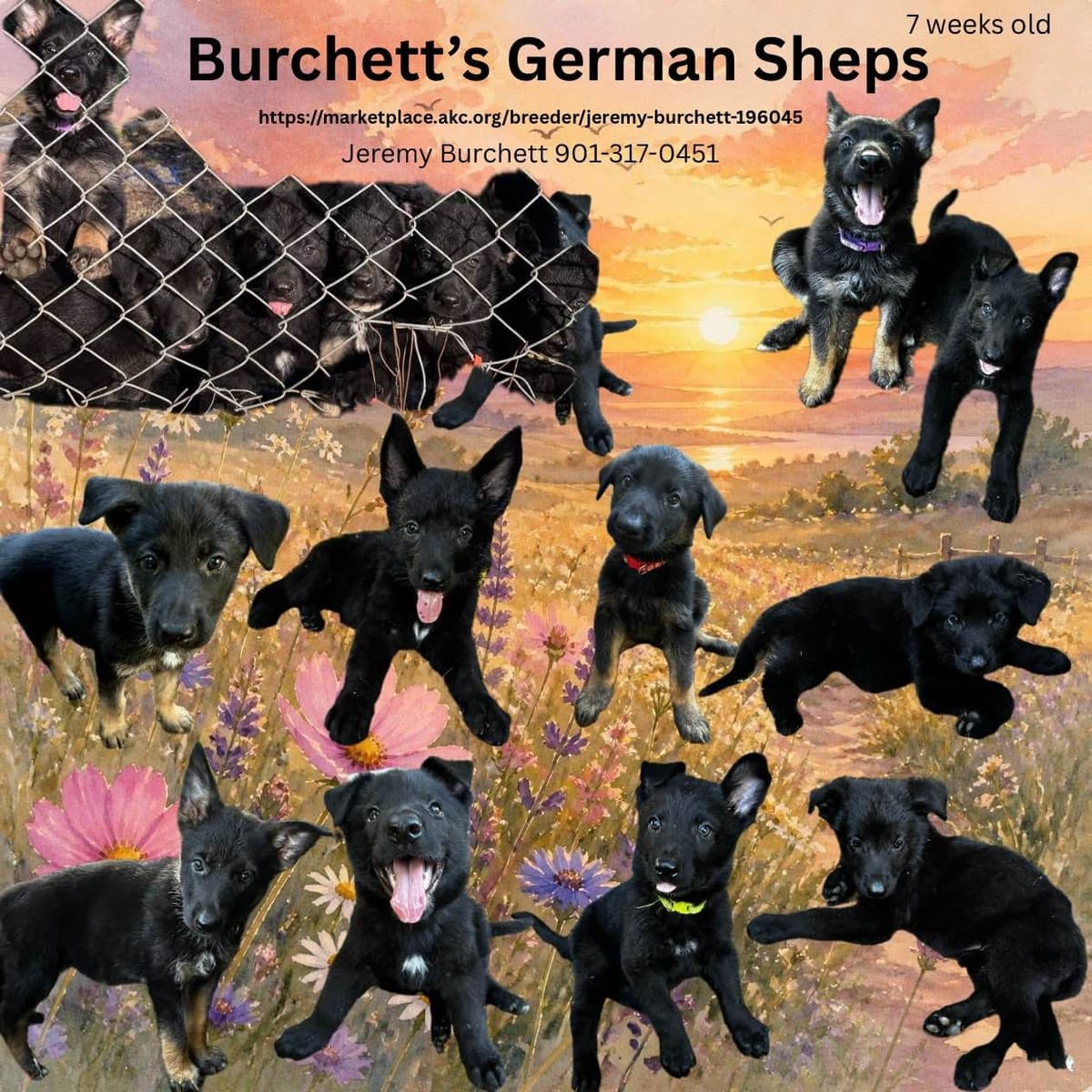 German Shepherd Dog Puppies breeder image 23