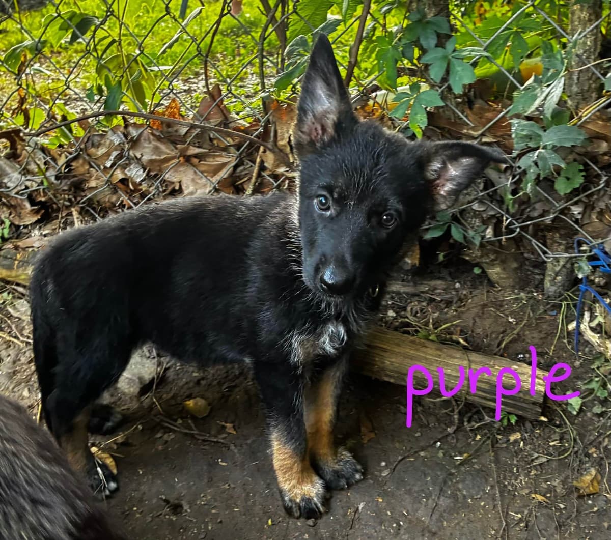 German Shepherd Dog Puppies breeder image 24