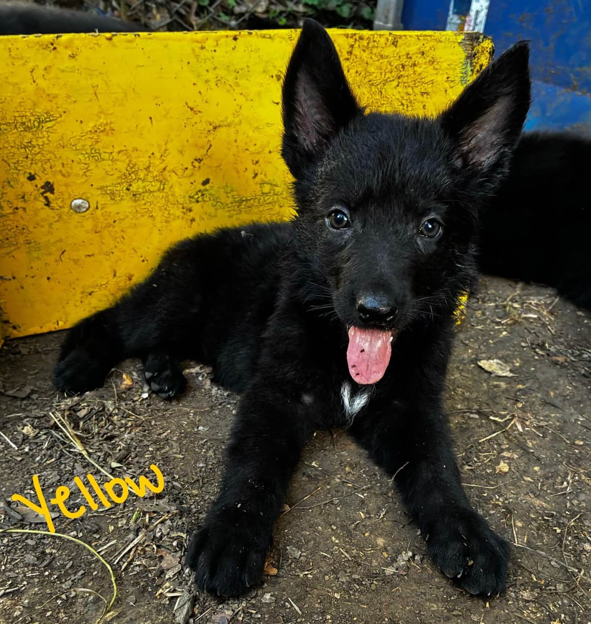 German Shepherd Dog Puppies breeder image 25