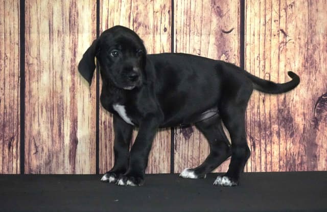 Great Dane Puppies media 2