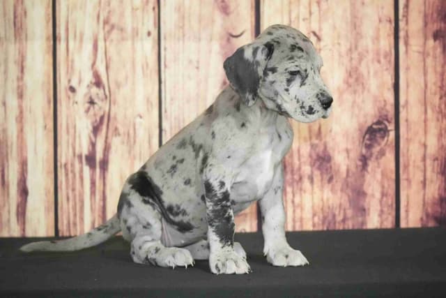 Great Dane Puppies media 2