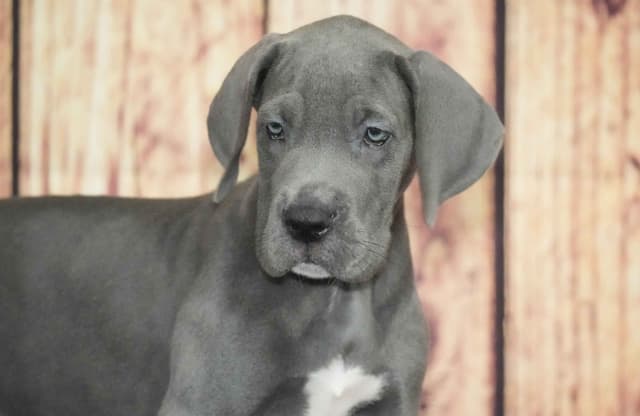 Great Dane Puppies media 3